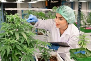 Marijuana Cultivation Facility Fire Watch Guards Denver