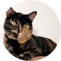 Samantha Fischer Avatar